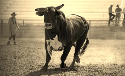 Red Dirt Rodeo